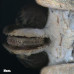 Мікроскоп National Geographic Stereo 20x фотографія 11