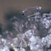 Мікроскоп Bresser Erudit ICD (30.5) фотографія 7