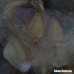 Мікроскоп National Geographic Stereo 20x фотографія 8